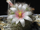 Mammillaria estebanensis
