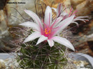 Mammillaria fraileana
