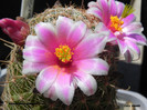 Mammillaria grahamii