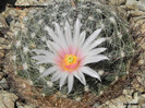 Mammillaria zephyranthoides