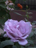 DSC01776