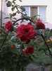 DSC01778