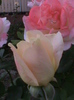 DSC01781