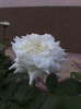 DSC01782