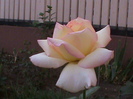 DSC01783