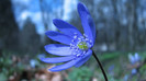 Floare_albastra