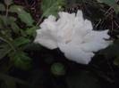 P310712_17.02_[02]