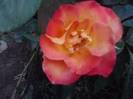 P310712_17.04_[01]