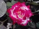 P310712_17.04_[03]