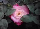 P310712_17.04_[04]