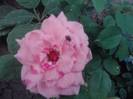 P310712_17.06_[06]
