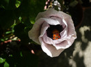 P1160445