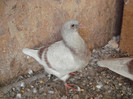 Picture 024
