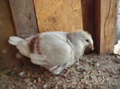 Picture 029