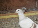 Picture 043