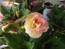 Picture 026