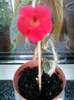 1 august 2012-flori 001