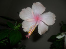 Hibiscus Dainty Pink