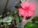 Hibiscus Cooperi Rose Flake ( frunze roz )