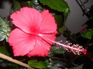 Hibiscus Cooperi Rose Flake