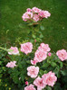 Queen Elisabeth