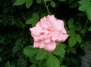 Queen Elisabeth