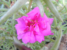 Portulaca grandiflora (2012, July 31)
