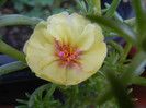 Portulaca grandiflora (2012, July 31)