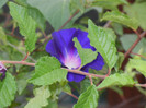 Morning Glory_Ipomoea (2012, July 30)