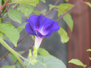 Morning Glory_Ipomoea (2012, July 31)