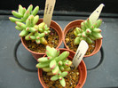 Crassula grisea