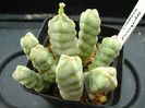 Crassula plemagoides