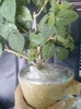 1 august 2012-flori 038