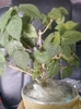 1 august 2012-flori 040