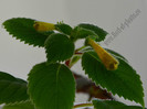 Achimenes Antirrhina