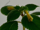 Achimenes Antirrhina