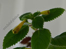 Achimenes Antirrhina