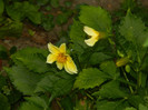 DSCN9574