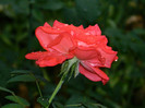 DSCN9601