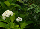 DSCN9608