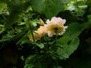 DSCN9610