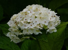DSCN9611