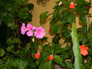 DSCN9620