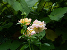 DSCN9652