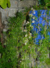DSCN9667