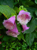 DSCN9669