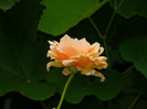 DSCN9677