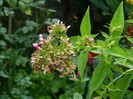DSCN9678
