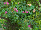 DSCN9679