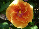 P1160520